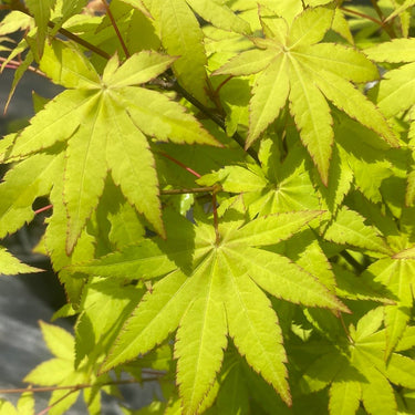 Acer shirasawanum 'Sunny' Full Moon Japanese Maple - Maple Ridge Nursery
